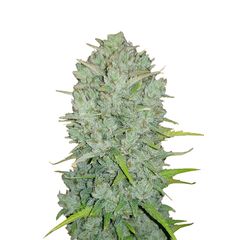 Original Auto Northern Lights, Фасовка: 1