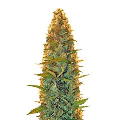 Lowryder (IBL) Auto Reg, Фасовка: 5
