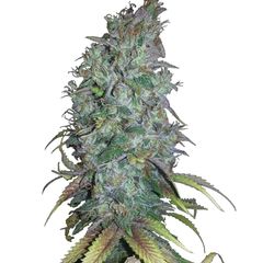 Blue Dream Fem, Фасовка: 10