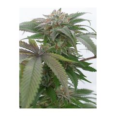 Bubba Kush 2.0 fem, Фасовка: 3