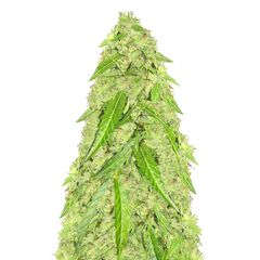 Devotchka Auto, Фасовка: 3
