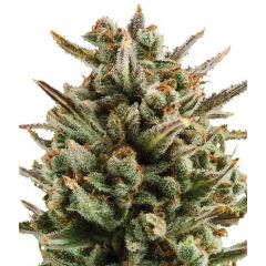 Amnesia Haze Auto, Фасовка: 3