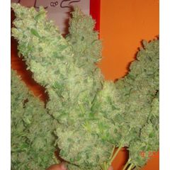 Jack la Mota, Фасовка: 10