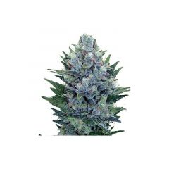Blue Cheese Auto, Фасовка: 3