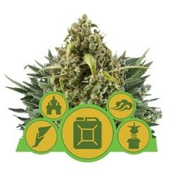 Autoflowering MIX, Фасовка: 5