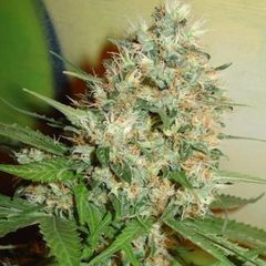 Candy Kush Express, Фасовка: 3