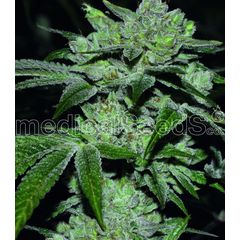 Sour Glue, Фасовка: 5