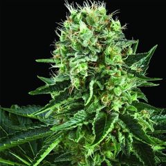 Bubble Kush, Фасовка: 3