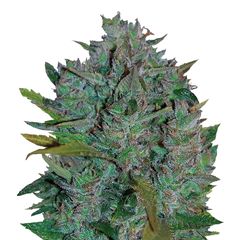 Ultraviolet Auto, Фасовка: 3