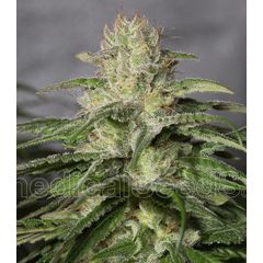 OG Kush CBD, Фасовка: 3