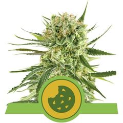 Royal Cookies Auto, Фасовка: 5