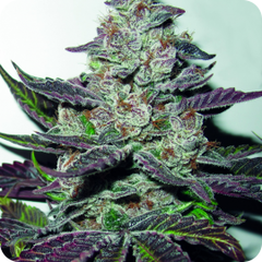Mendocino Purple Kush, Фасовка: 5