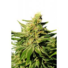 BCN Diesel CBD, Фасовка: 3