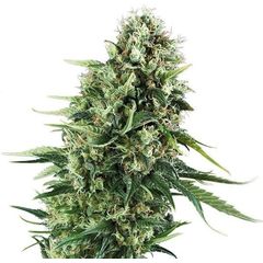 Chocolate Haze, Фасовка: 3