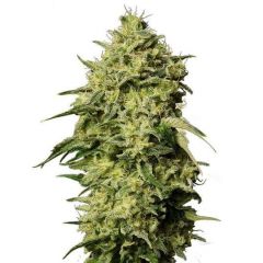 Amnesia Auto, Фасовка: 3