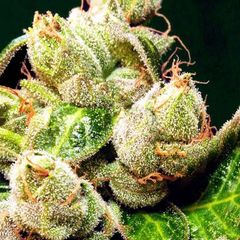 Top-44 Auto, Фасовка: 3