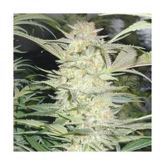 White Widow, Фасовка: 10
