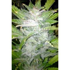 Jamaican Star Auto, Фасовка: 5