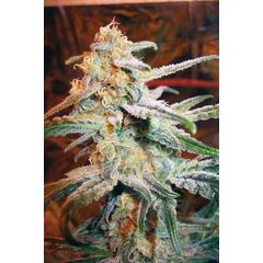 Blue Mystic, Фасовка: 1