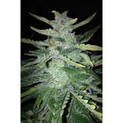 Sweet Poison Auto, Фасовка: 5