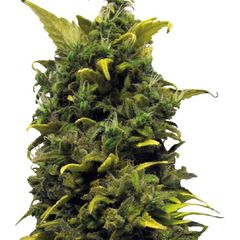 Blue Cheese, Фасовка: 3
