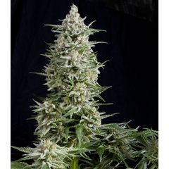Amnesia Gold, Фасовка: 3+1