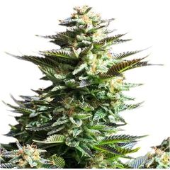 Amnesia Haze, Фасовка: 1
