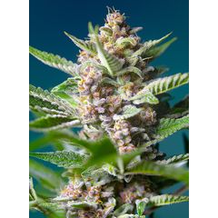 Purple Punch OG, Фасовка: 3+1