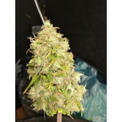 Auto Diesel, Фасовка: 3+1