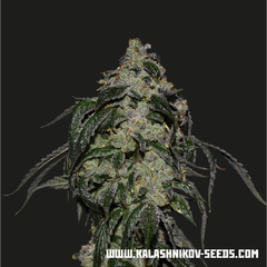 Soyuz OG Express, Фасовка: 3