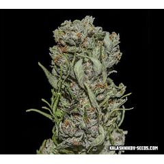 White Critical Express, Фасовка: 3