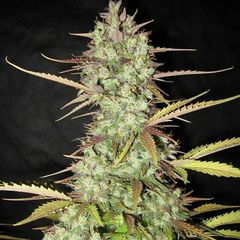 Banana Spliff Auto, Фасовка: 3