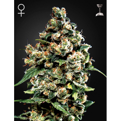Jack Herer, Фасовка: 5+1