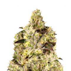 Auto Gelato, Фасовка: 5+2