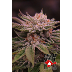 Gelato Punch Auto, Фасовка: 5