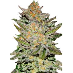 Blue Ace Auto CBD, Фасовка: 3