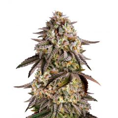 Blue Sunset Sherbet, Фасовка: 3