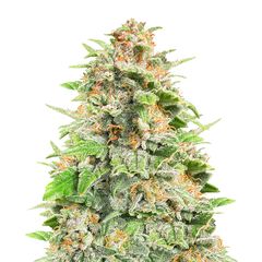 Cherry Cola Auto, Фасовка: 3