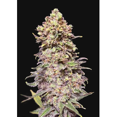 Gran Purple Banner Auto, Фасовка: 10