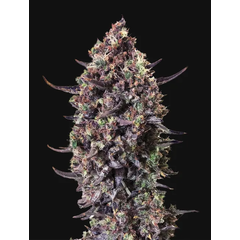 Punch Gelato #33 Auto, Фасовка: 10