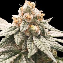Lemon Oasis Auto, Фасовка: 3
