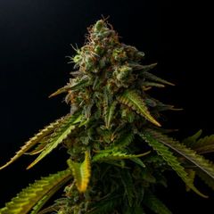 MK-Ultra, Фасовка: 5