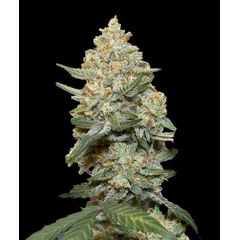 Auto Mary Poppins, Фасовка: 5