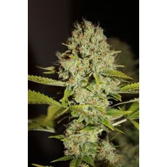 Auto Mandarine, Фасовка: 5
