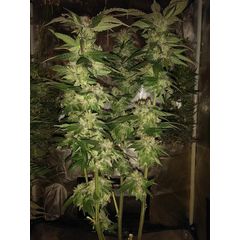 Auto Bubba Kush XL, Фасовка: 5