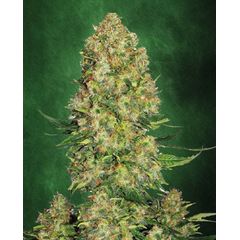 Auto AK 47, Фасовка: 5