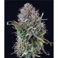 Auto OG Kush, Фасовка: 5