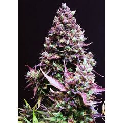 Auto Cream Caramel, Фасовка: 5