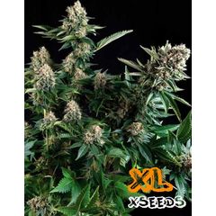 Auto White Widow, Фасовка: 5
