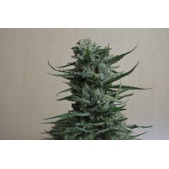 Siberian Haze, Фасовка: 5